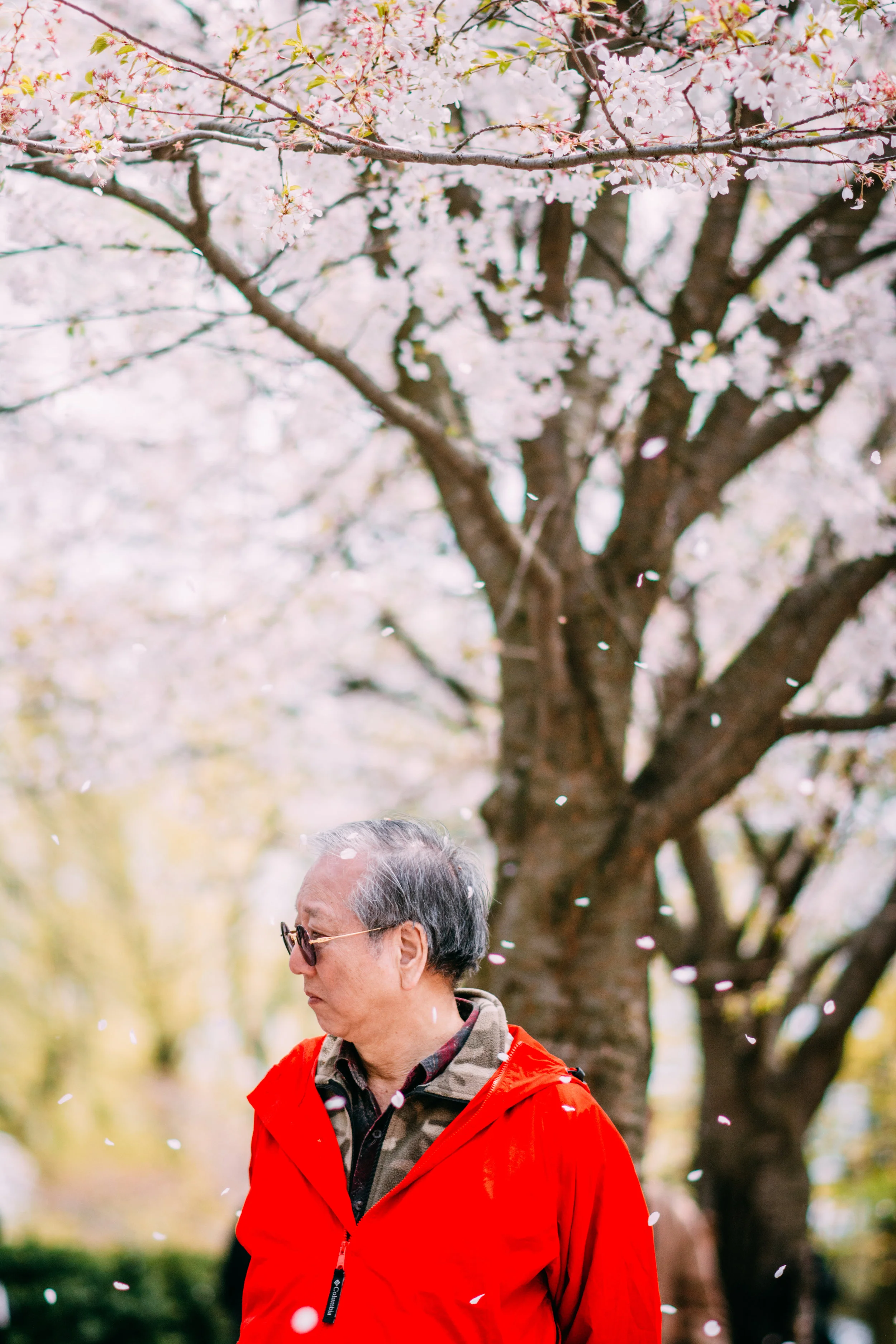 Sakura Blog-10.jpg