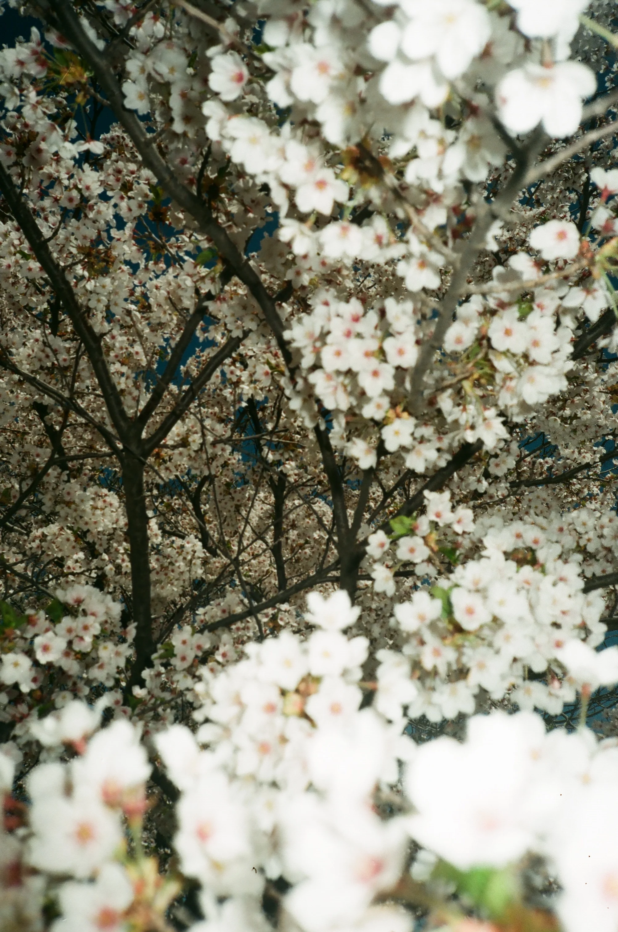 0005_32A.jpg