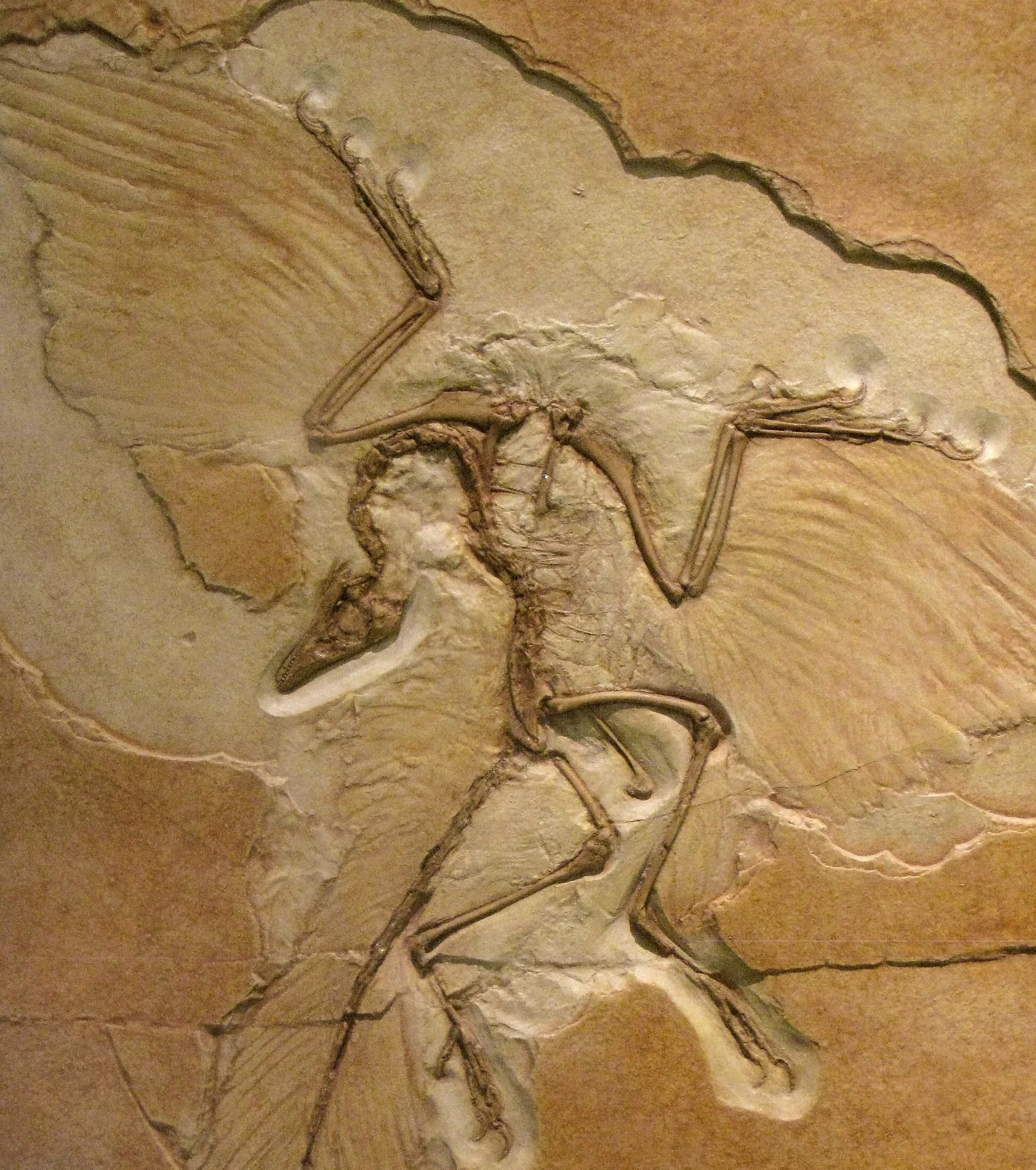 Archaeopteryx copy.JPG