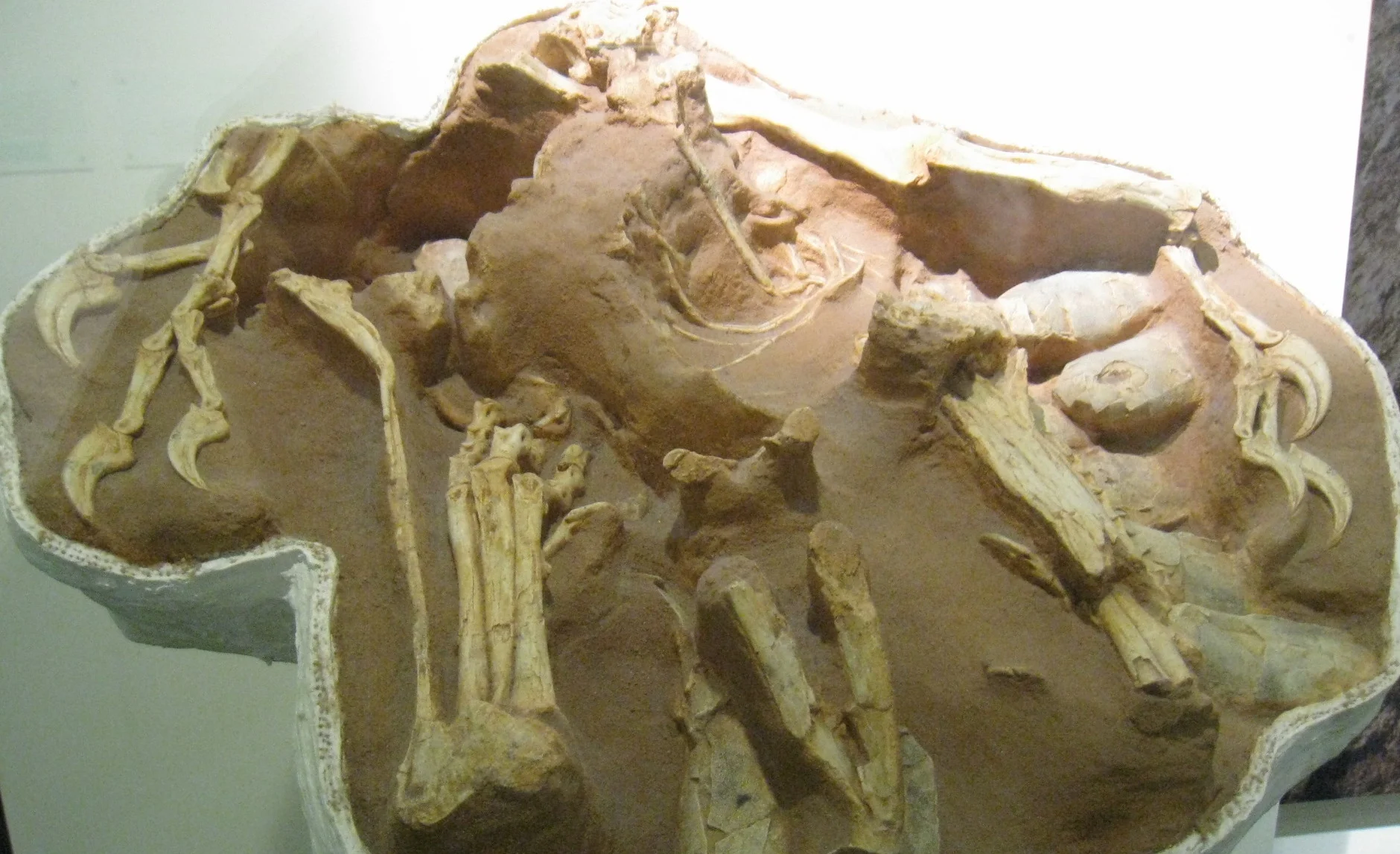 Citipati copy.JPG