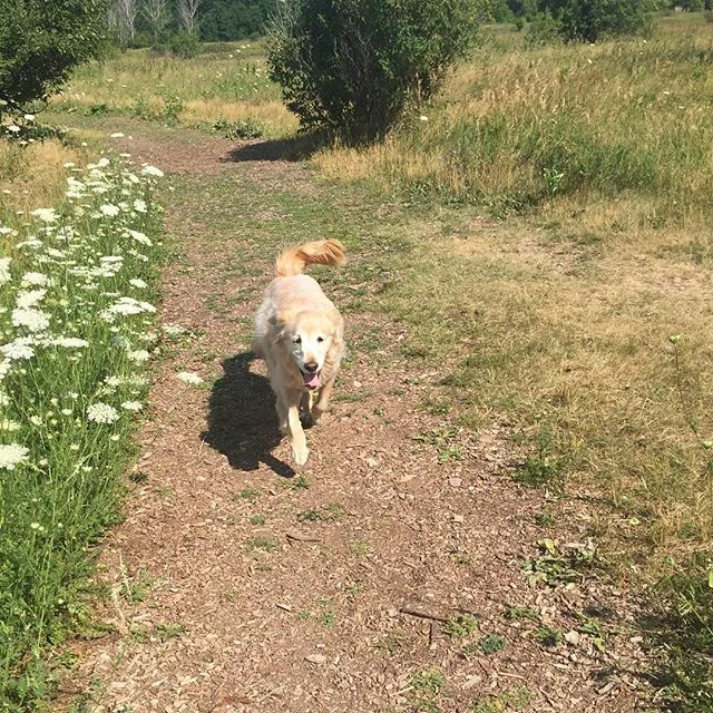 Chloe knows every inch of #bronteprovincialpark #burlingtonontario  #shesfasterthanme #muttstrutters #muttstruttersoakville #muttstruttersoakville #muttstrutterspetservices #petservicesoakville #petservices #boardingpets