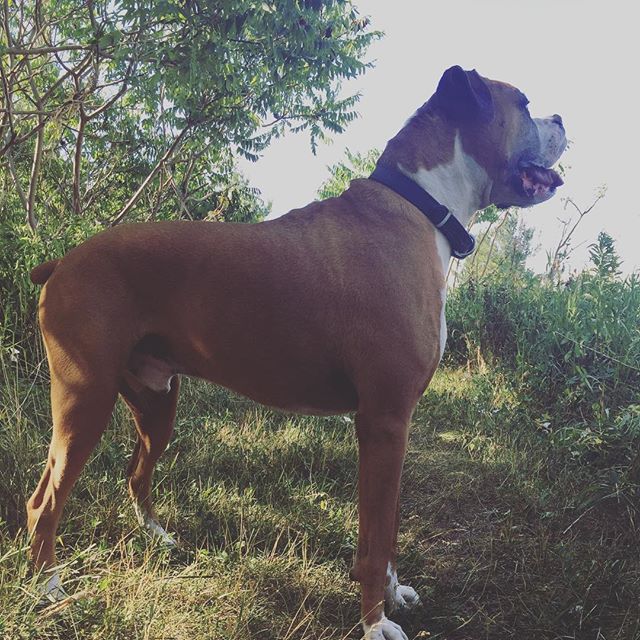 Toby the boxer! #muttstrutters #oakvillemuttstrutters #boxer #dogwalker #oakville #petservicesoakville #oakvilledogwalker #oakvilledogwalker