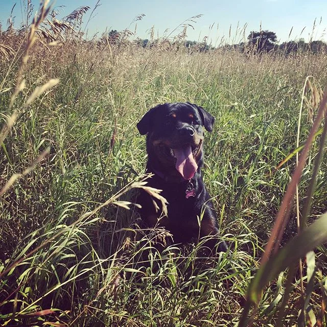 Harley #bronteprovincialpark #muttstruttersoakville #muttstrutters #petservices #petservicesoakville #doggydaycare #doggydaycareoakville #oakvilledoggydaycare