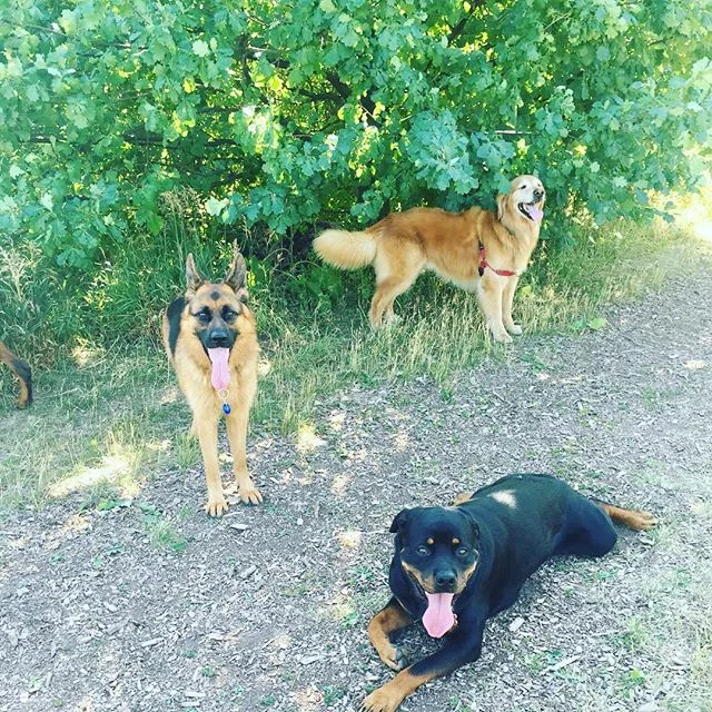 Catching some shade on a hot day! #muttstrutters #oakville #bronteprovincialpark #dogwalker #dogwalkeroakville #oakvilledogwalker