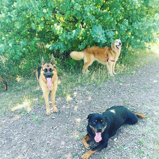 Catching some shade on a hot day! #muttstrutters #oakville #bronteprovincialpark #dogwalker #dogwalkeroakville #oakvilledogwalker