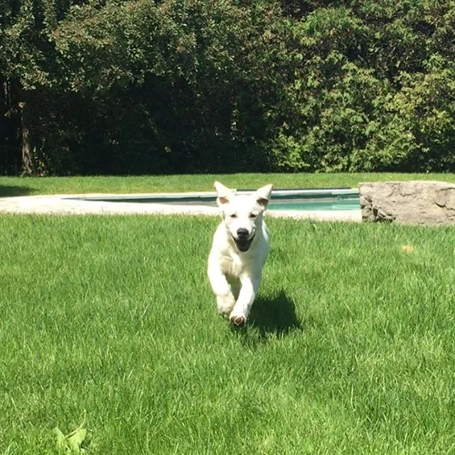 Meet Maggie, she loves to fetch, chase rabbits, and look cute when in photos. #oakville #muttstrutters #muttstruttersoakville #muttstruttersoakville #petservices #whitelab #maggie #oakvillepetservices #struttin