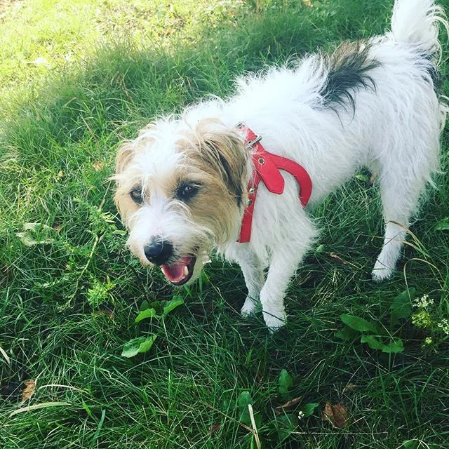 Denis loving life at #bronteprovincialpark. For a little dude he has a lot of spunk! #muttstrutters #muttstruttersoakville #muttstrutterspetservices #petservices #oakville #oakvillemuttstrutters #struttin #oakvillepetservices