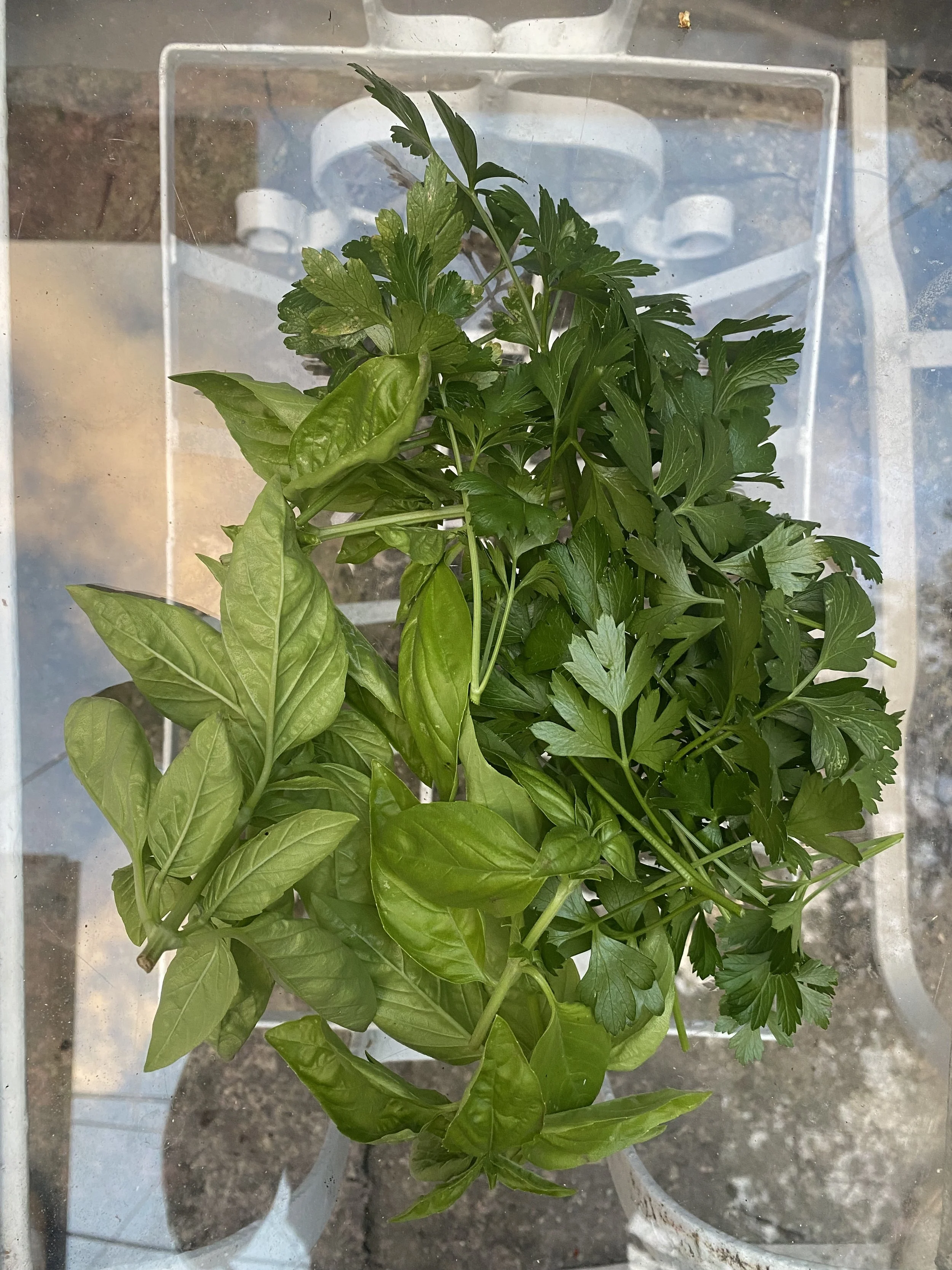 greens.jpg