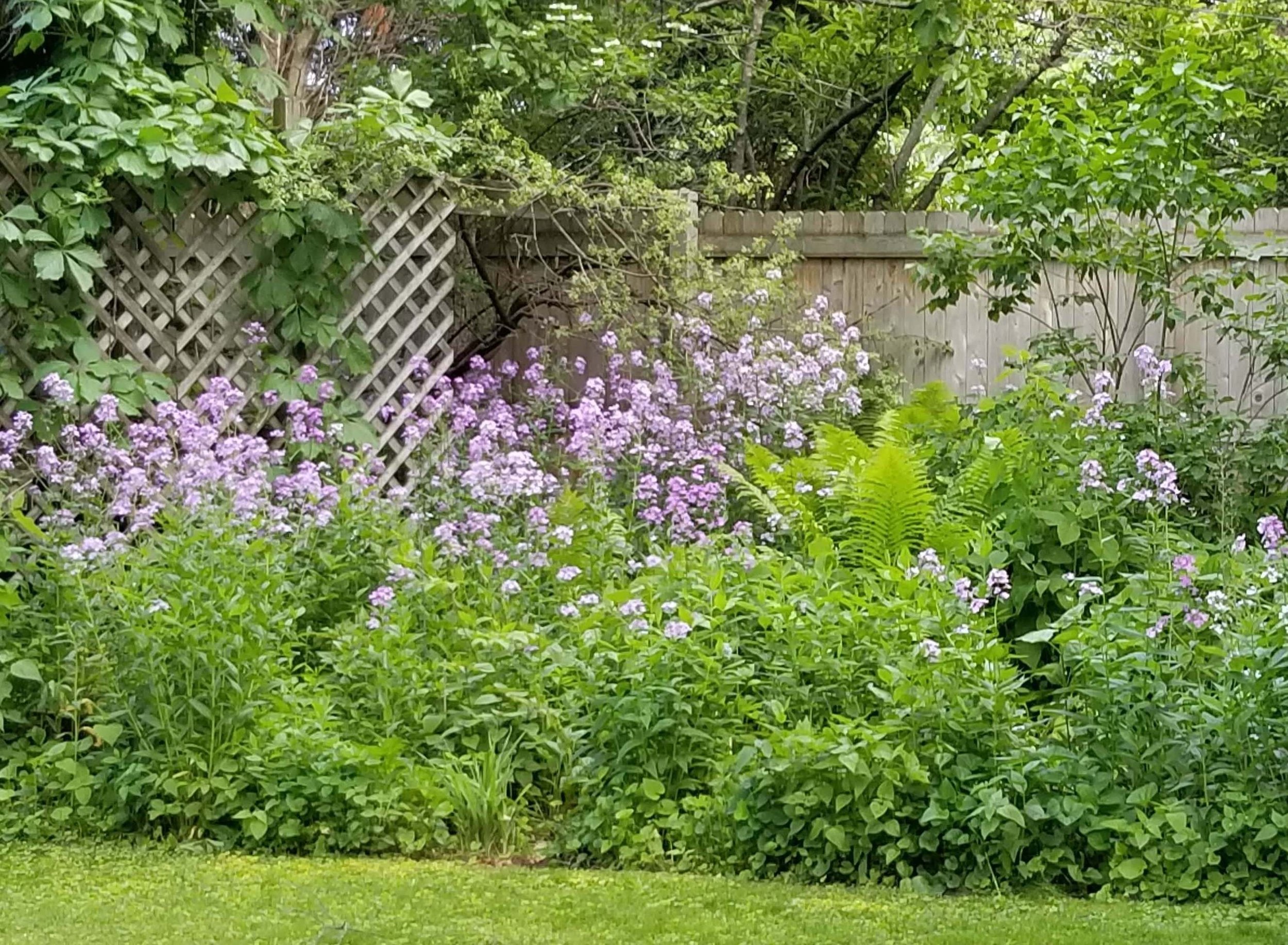 One of the Back Summer Gardens