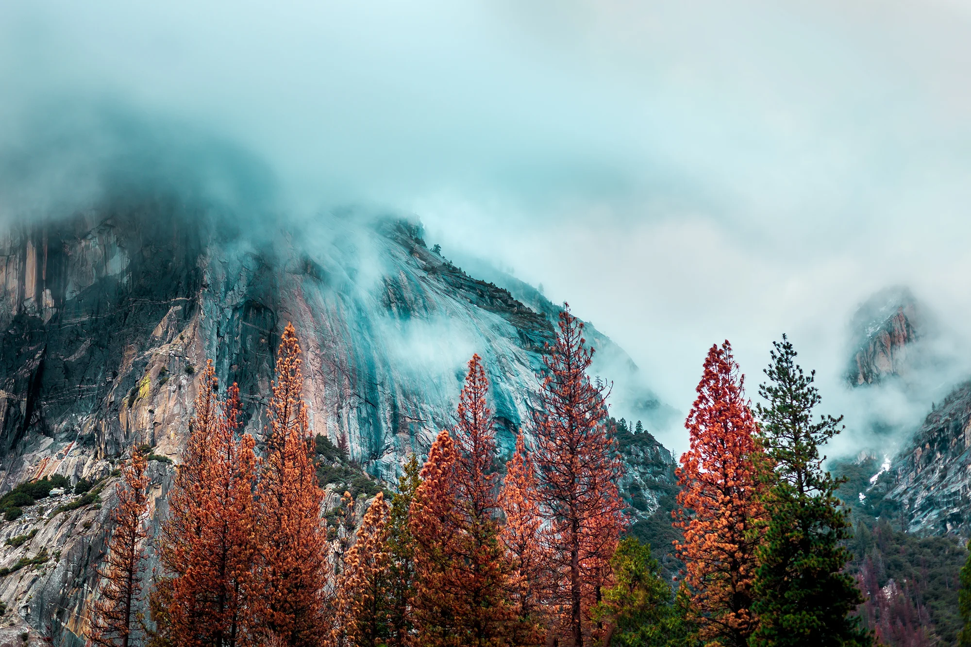 orange-trees.jpg