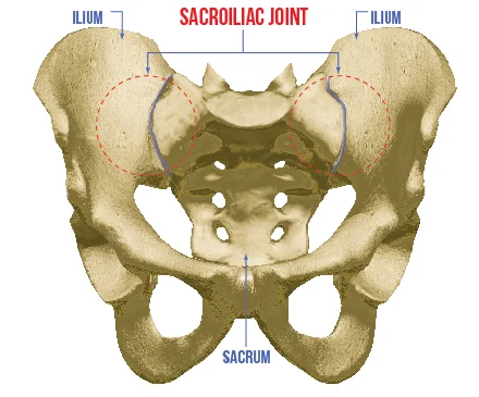 SIJ_anatomy_web_image.jpg