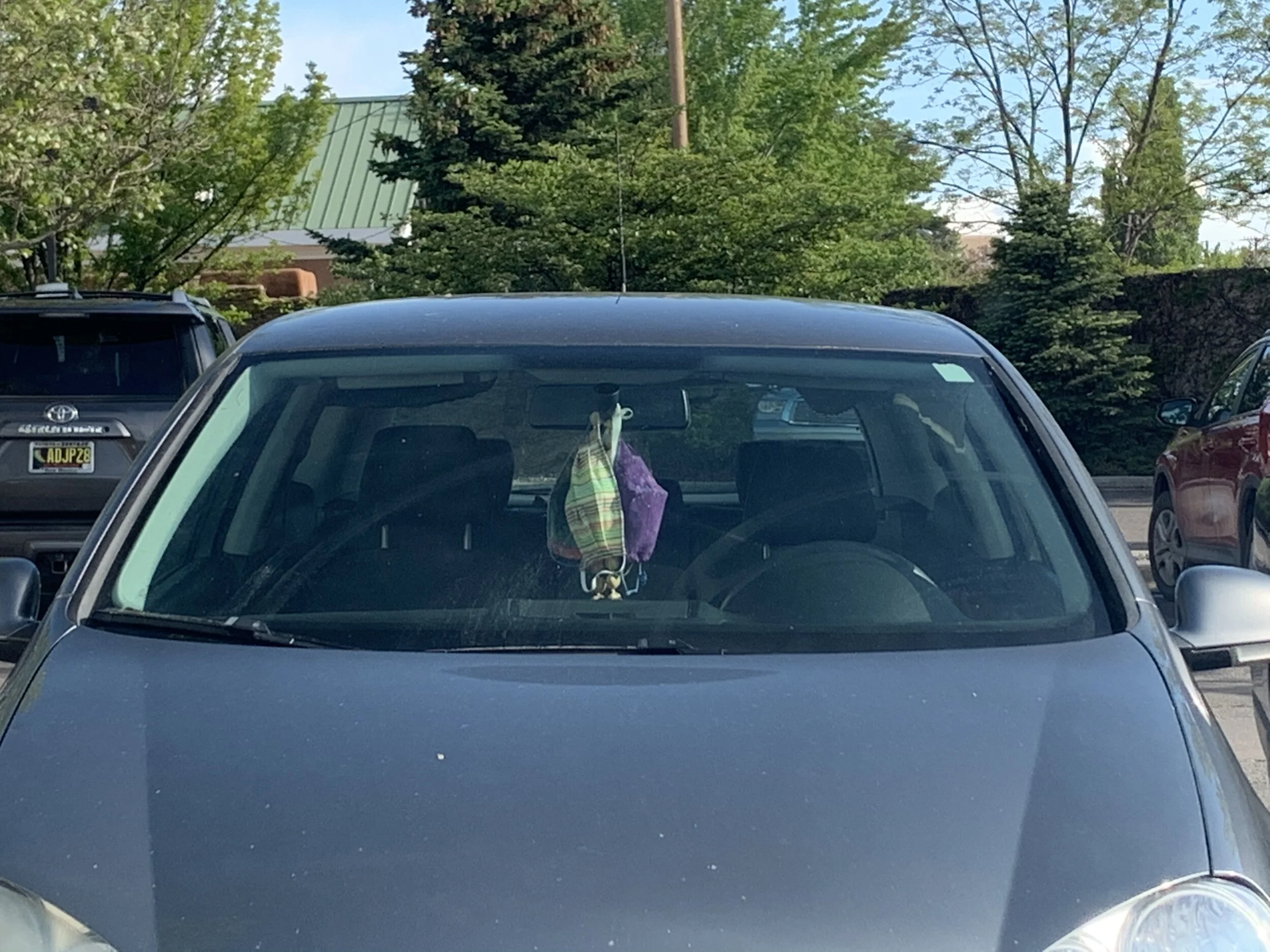IMG_4284.jpeg