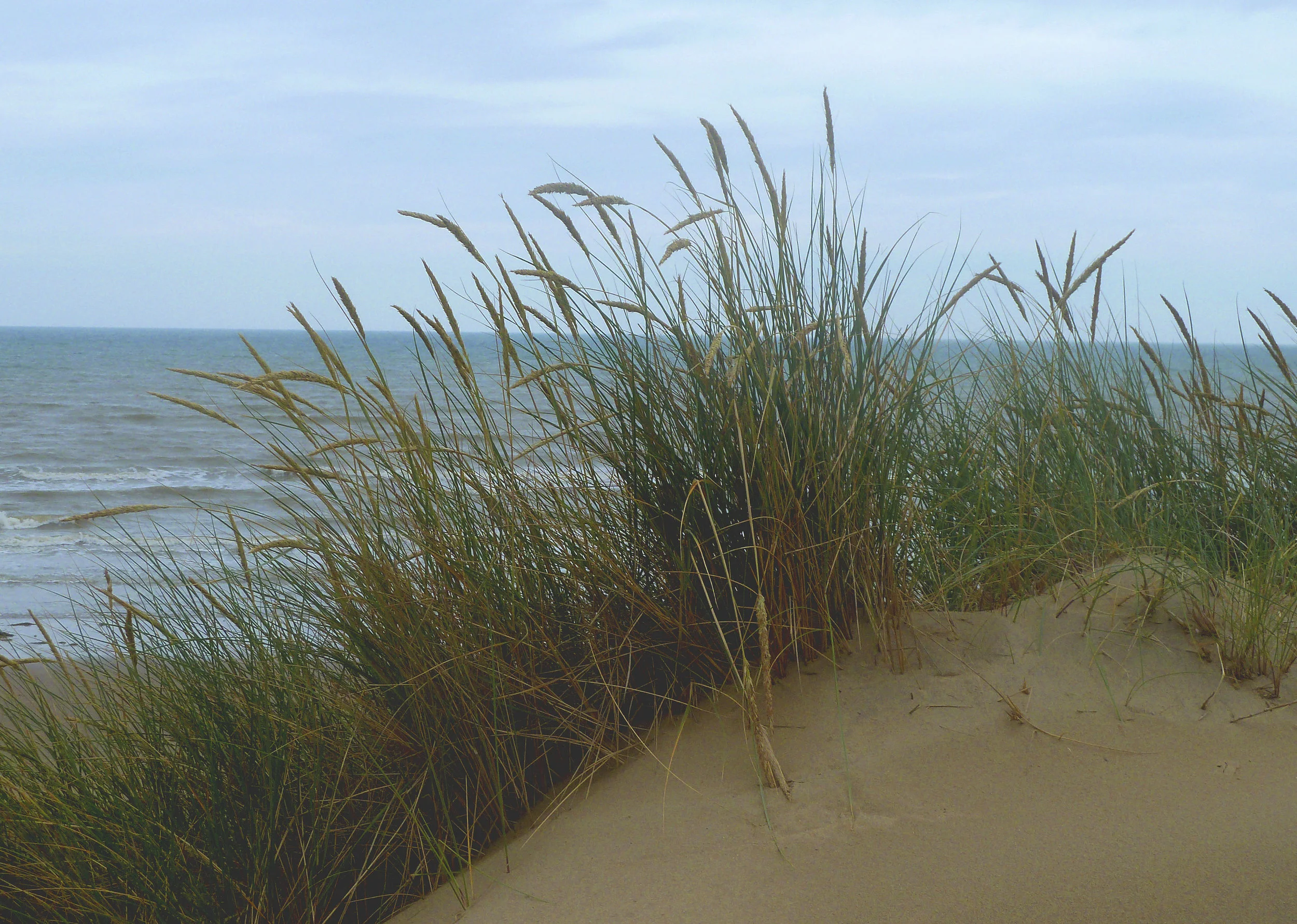 marram grass.jpg