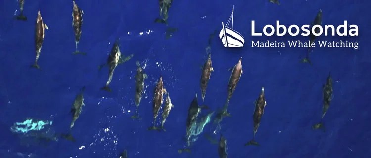 Lobosonda Wale Tours