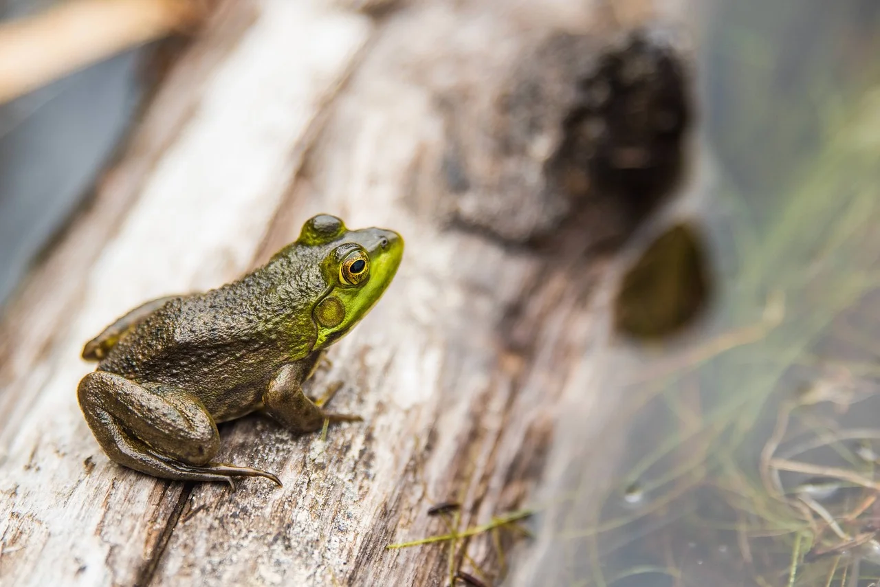 amphibian-1853542_1280.jpg