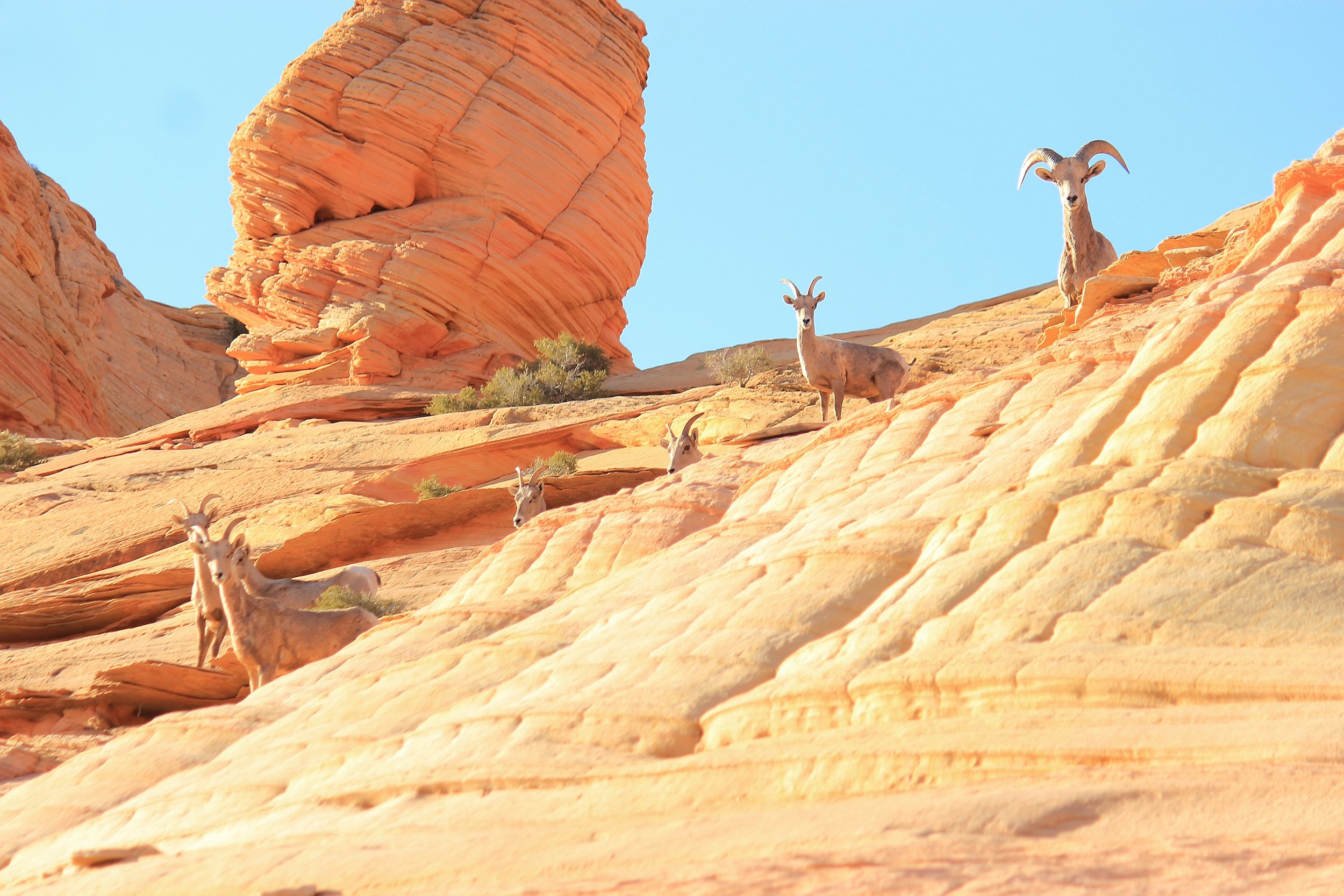 Desert Big Horn Sheep