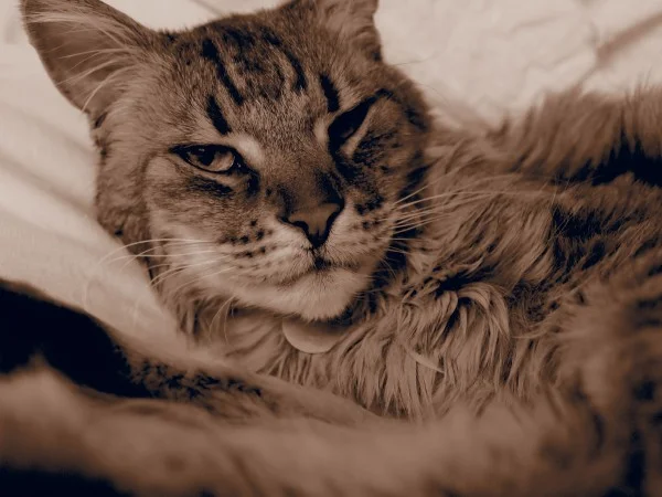 Peter's first love was a majestic Maine Coon named Claws. 