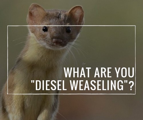 Weasel Pics