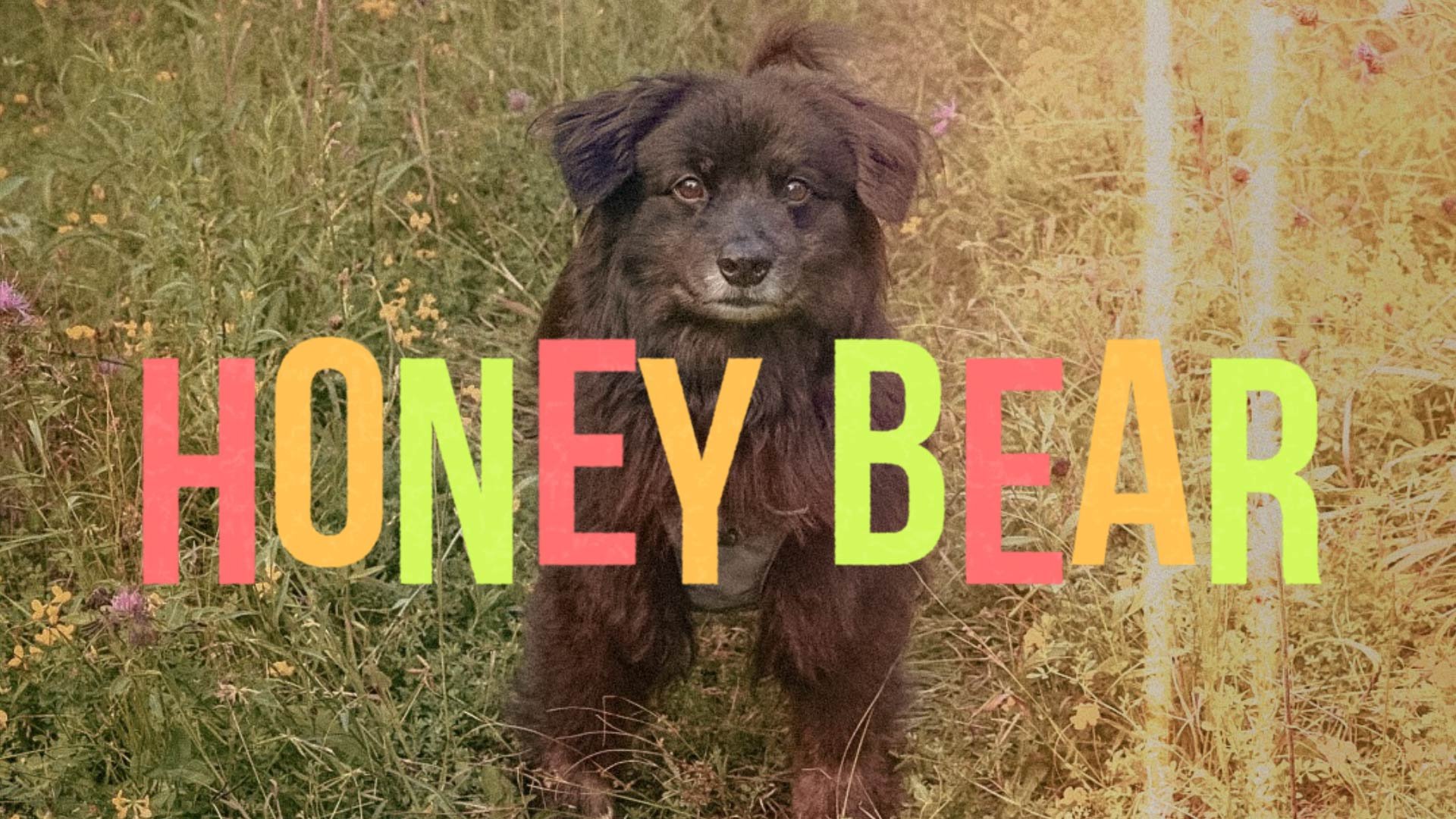 HONEY BEAR (2023)