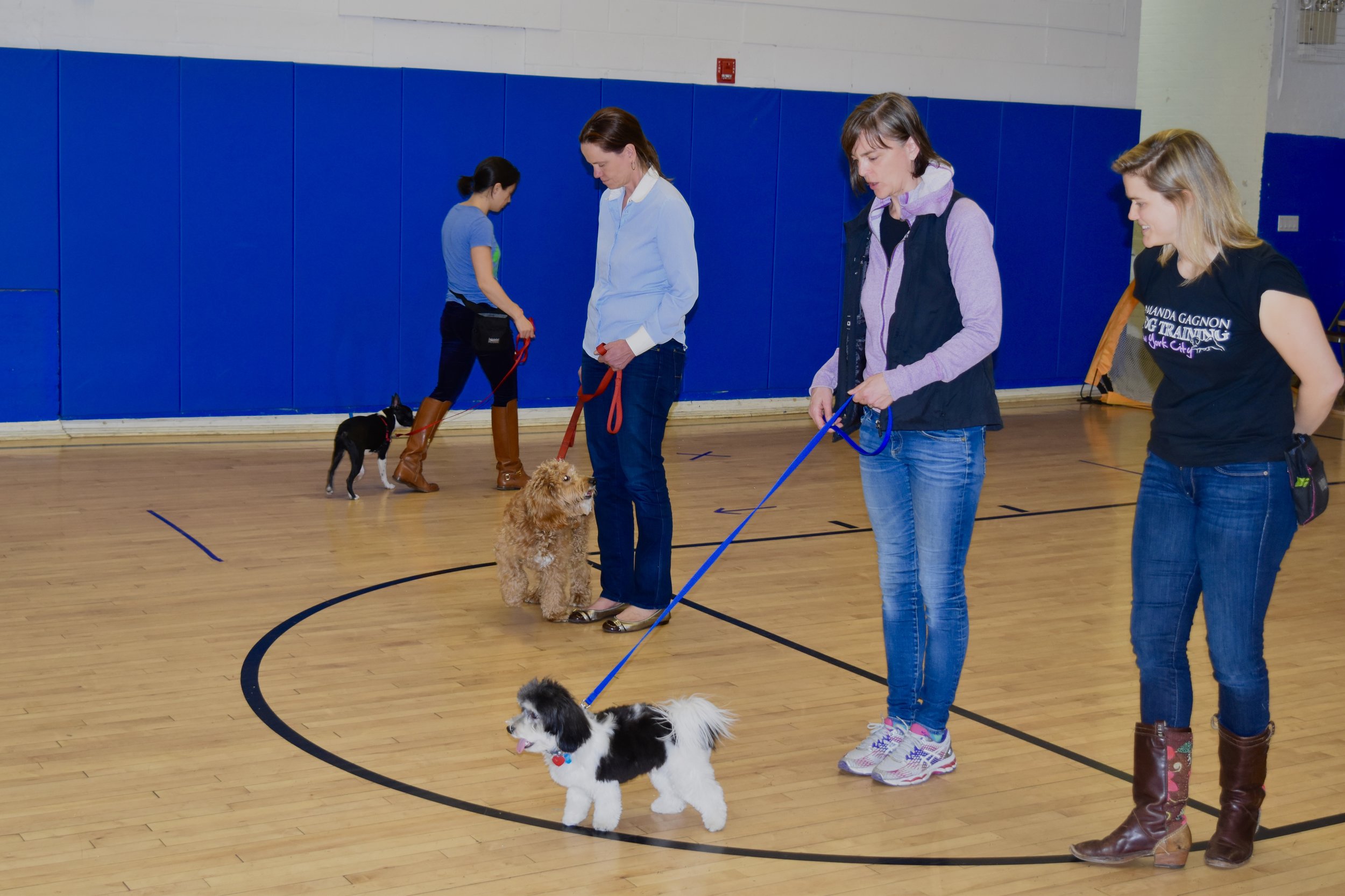 Boredom Busters for Dogs: A Back-to-School Guide to Puzzle Toys — Amanda  Gagnon Dog Training