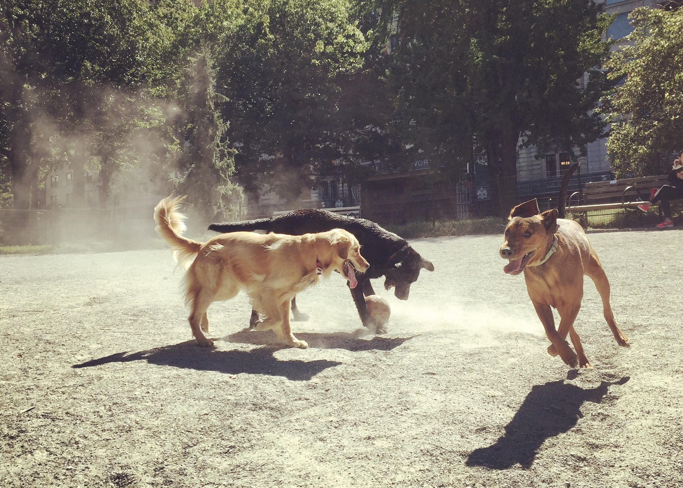 Boredom Busters for Dogs: A Back-to-School Guide to Puzzle Toys — Amanda  Gagnon Dog Training