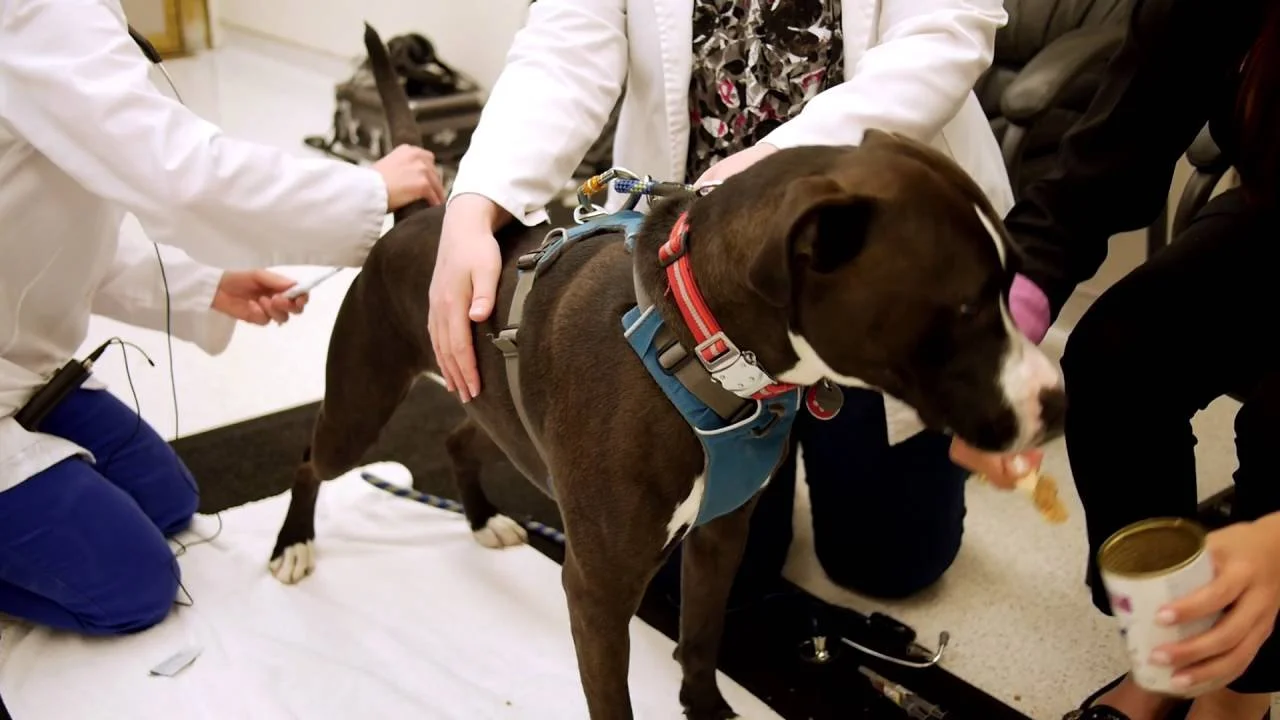 For Dogcare Providers — Amanda Gagnon Dog Training