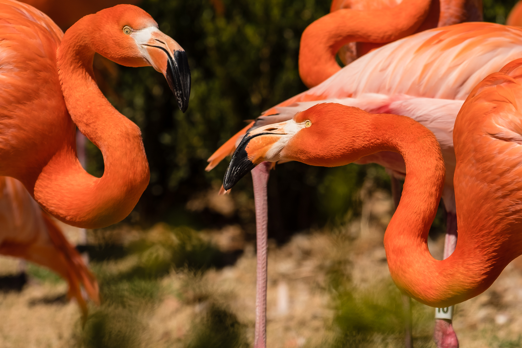 Spring_Break_Zoo-March-20-2018-15.jpg