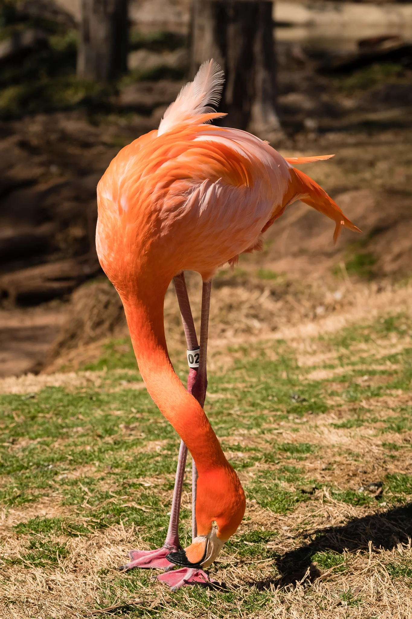 Spring_Break_Zoo-March-20-2018-14.jpg