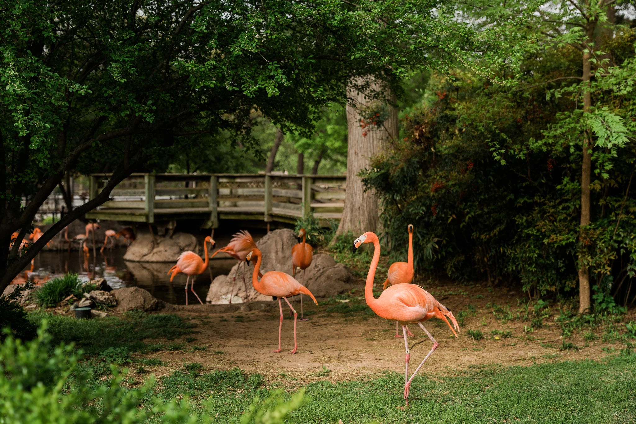 OKC_Zoo_April-22-2019-2.jpg