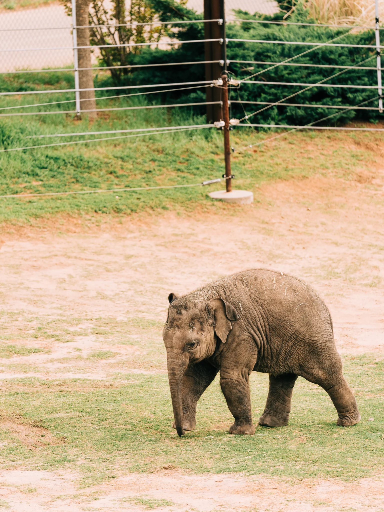OKC_Zoo_April-22-2019-9.jpg