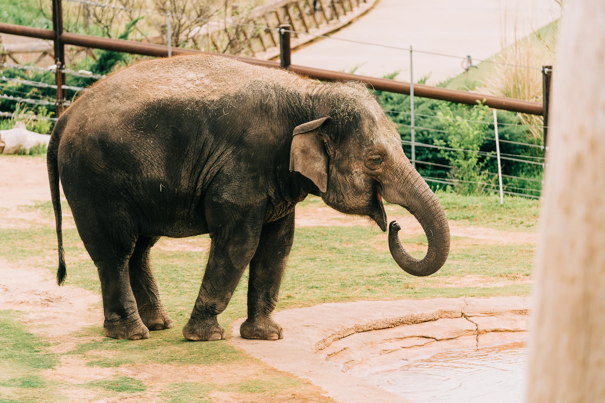 OKC_Zoo_April-22-2019-10.jpg