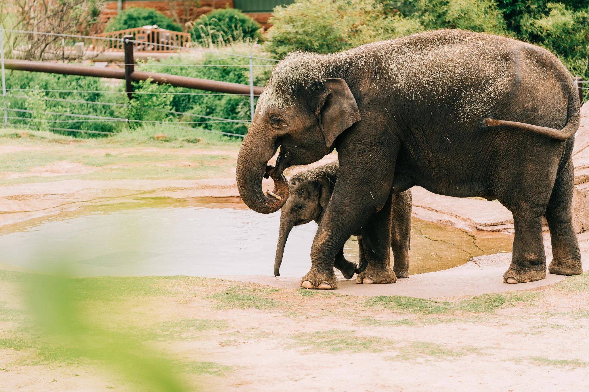 OKC_Zoo_April-22-2019-12.jpg