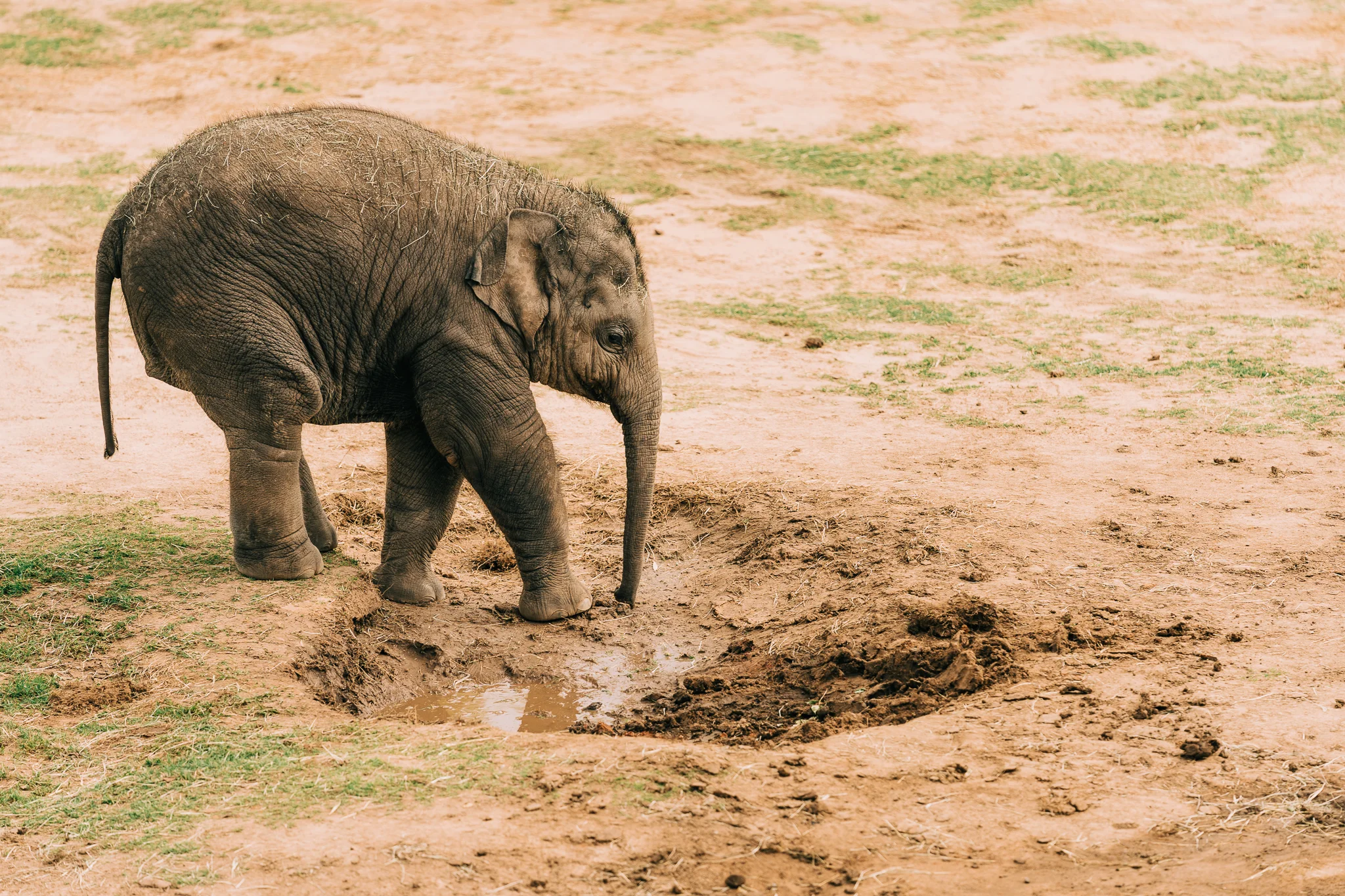 OKC_Zoo_April-22-2019-11.jpg