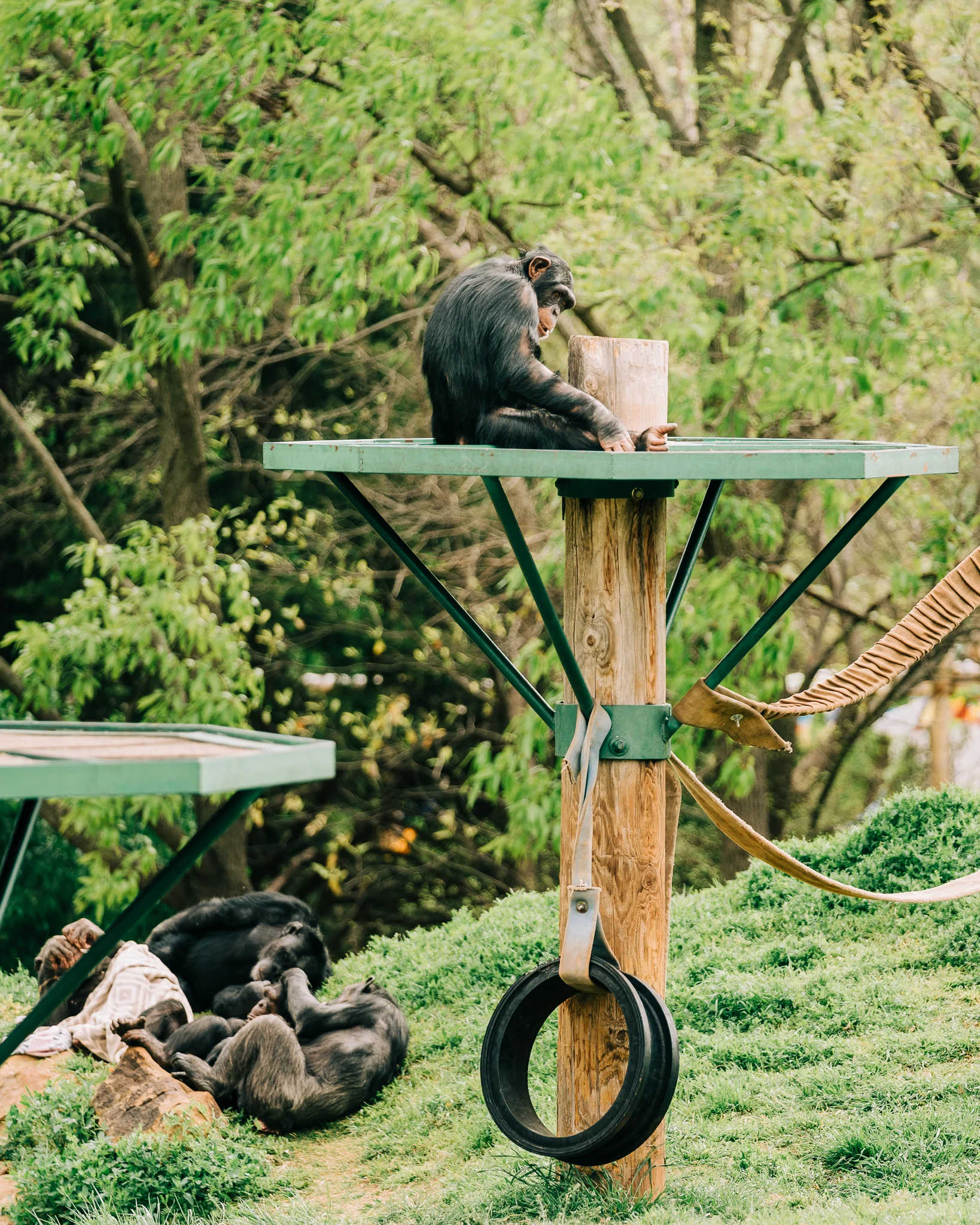 OKC_Zoo_April-22-2019-15.jpg