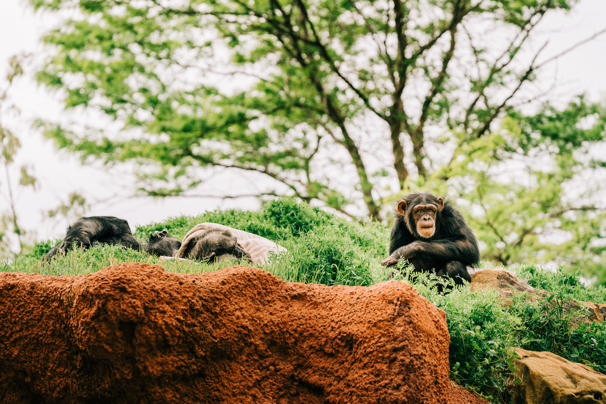 OKC_Zoo_April-22-2019-19.jpg