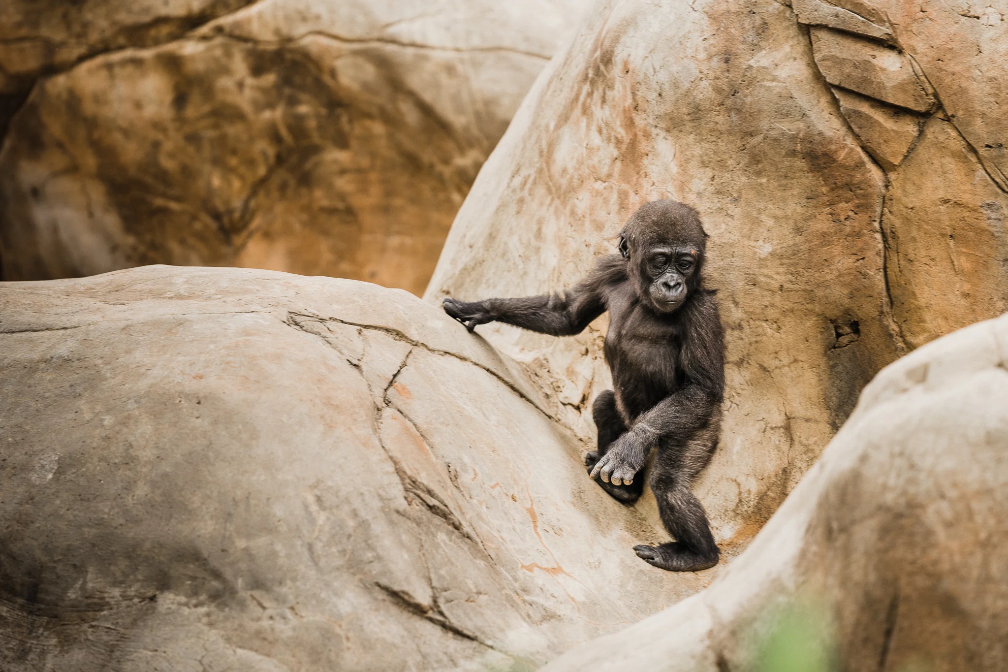 OKC_Zoo_April-22-2019-26.jpg