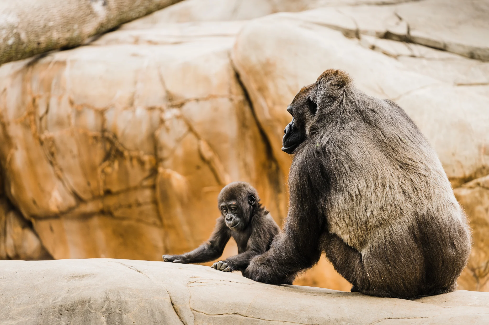 OKC_Zoo_April-22-2019-27.jpg