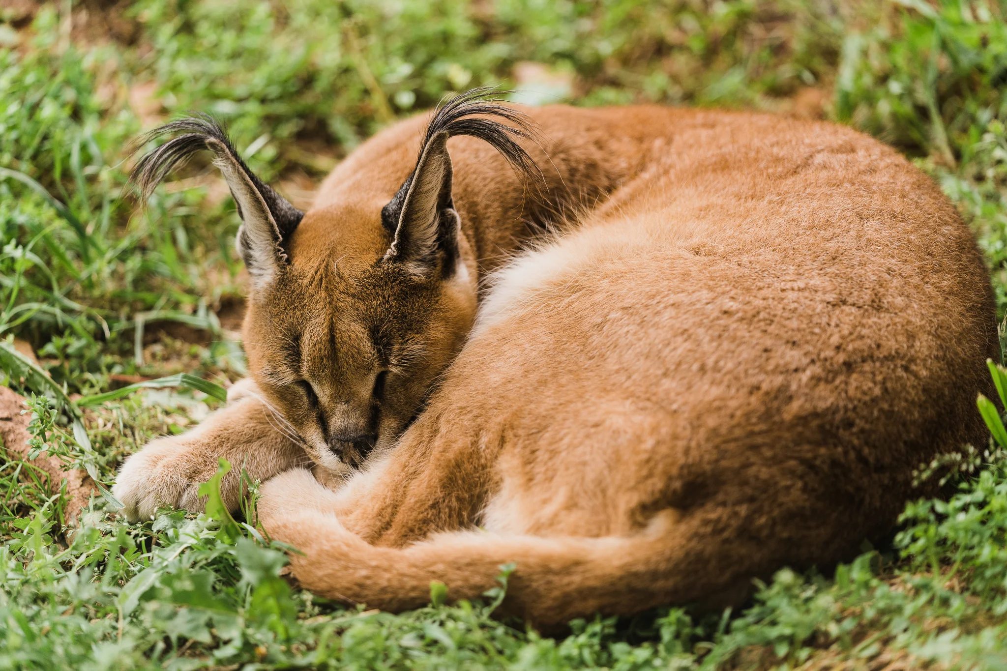 OKC_Zoo_April-22-2019-30.jpg