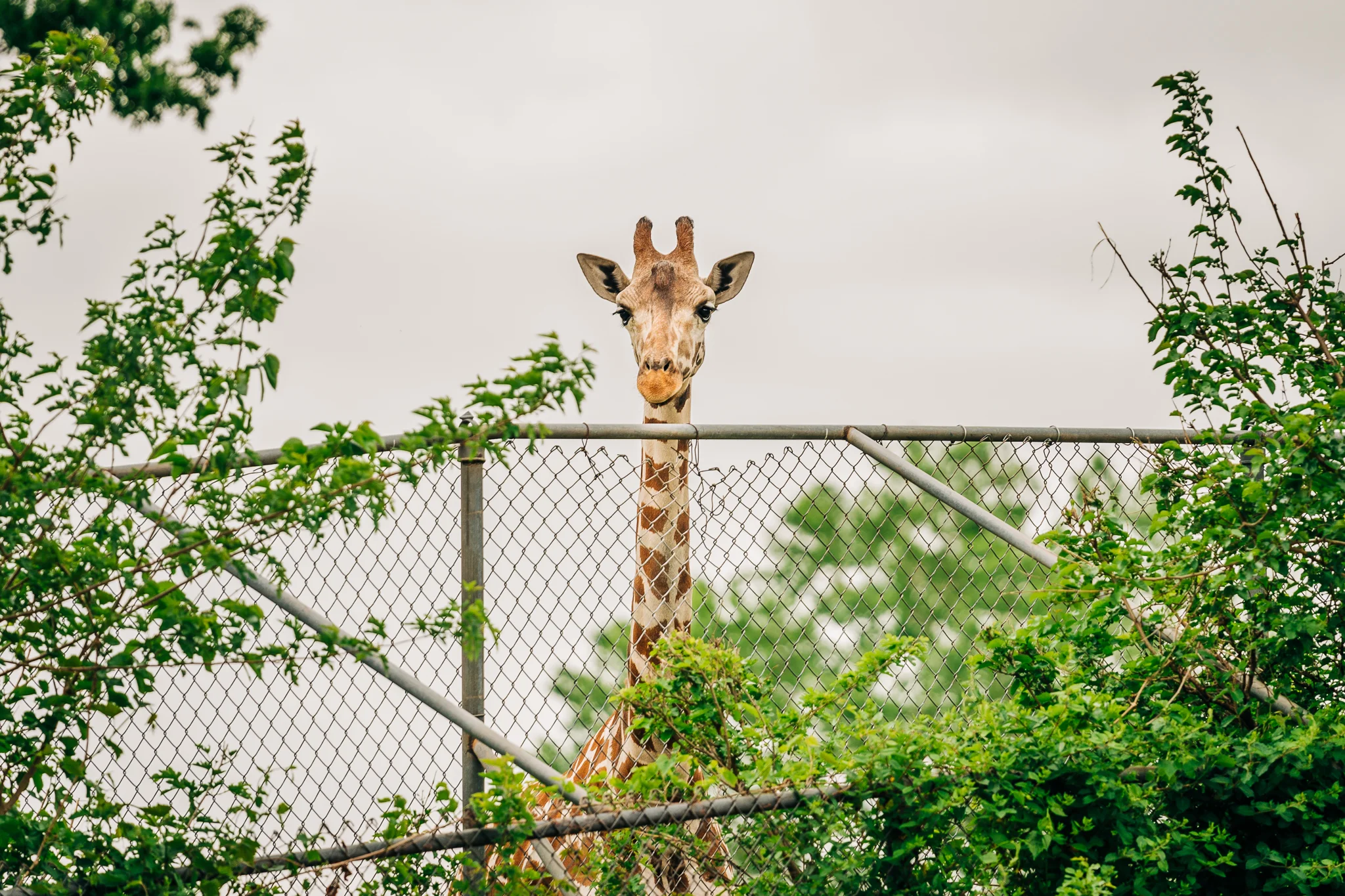 OKC_Zoo_April-22-2019-32.jpg