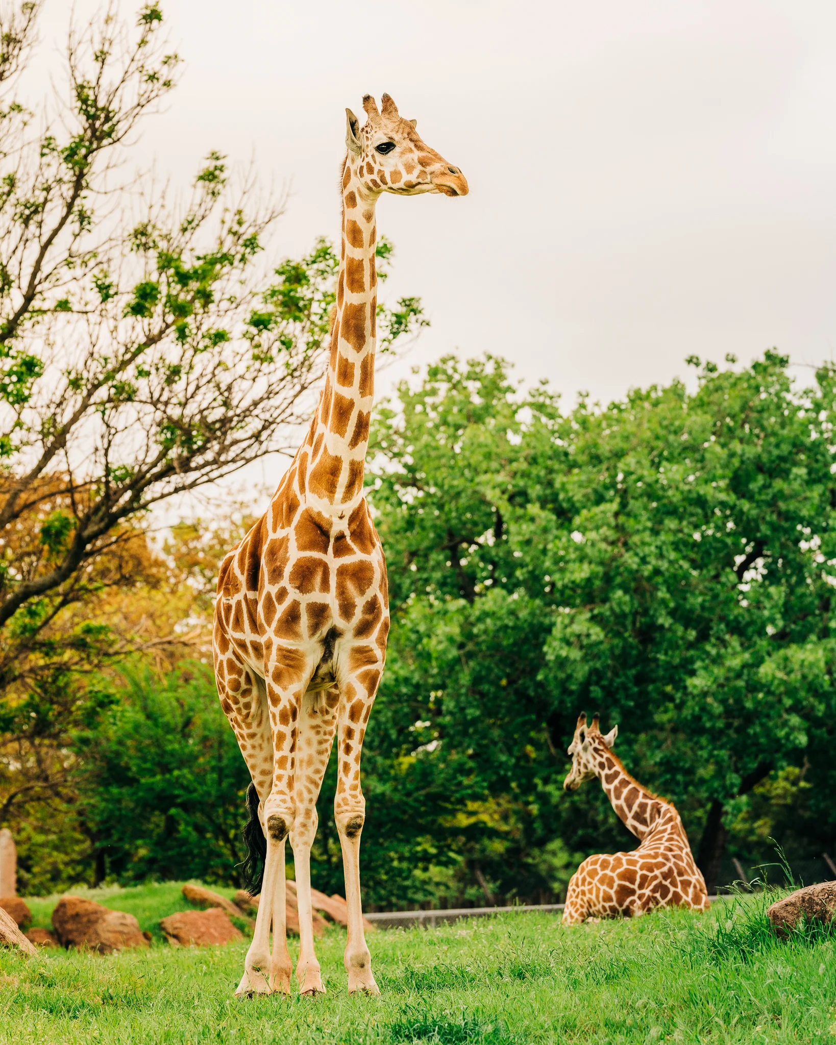 OKC_Zoo_April-22-2019-34.jpg