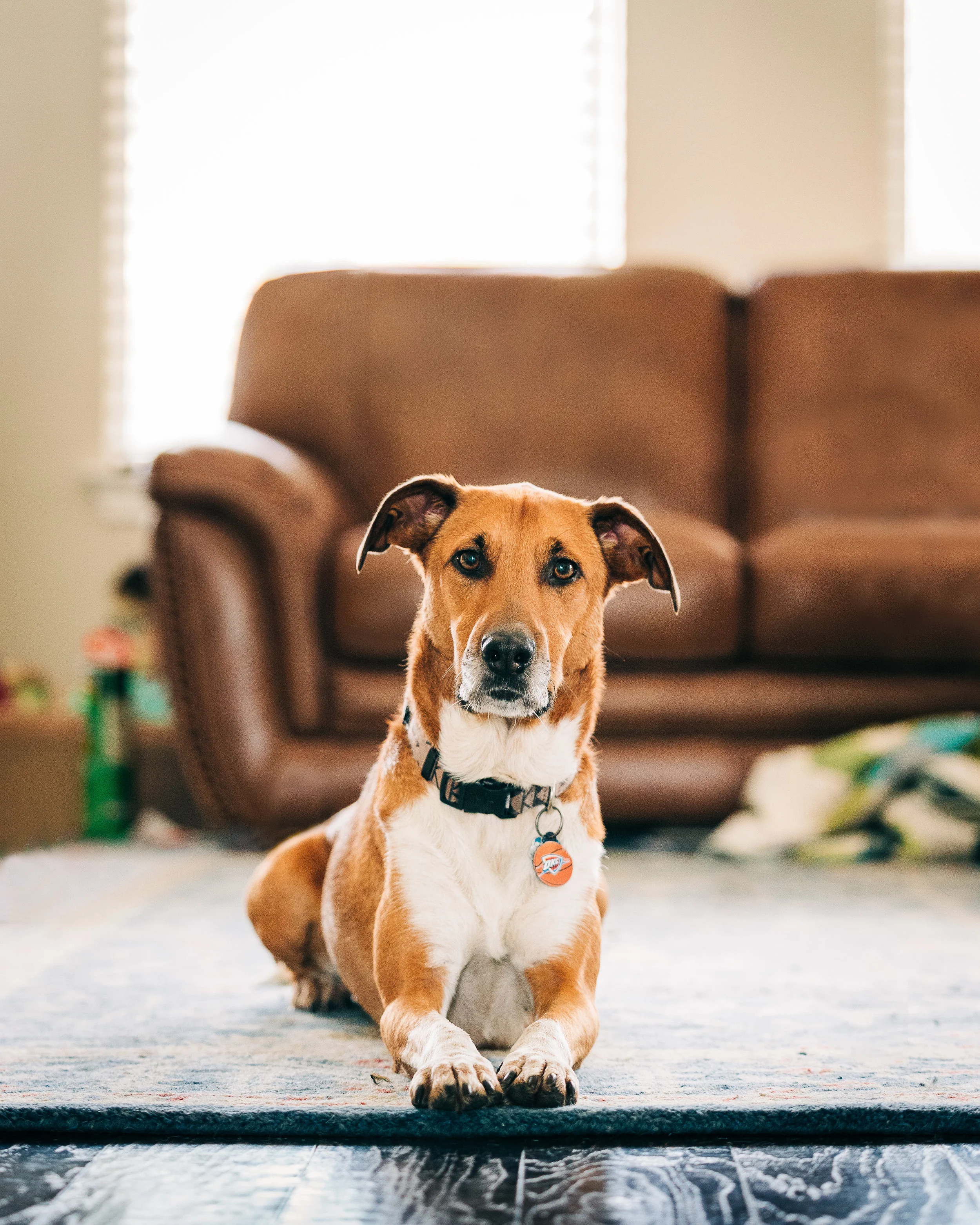 FulshearDogsLivingRoom-2.jpg