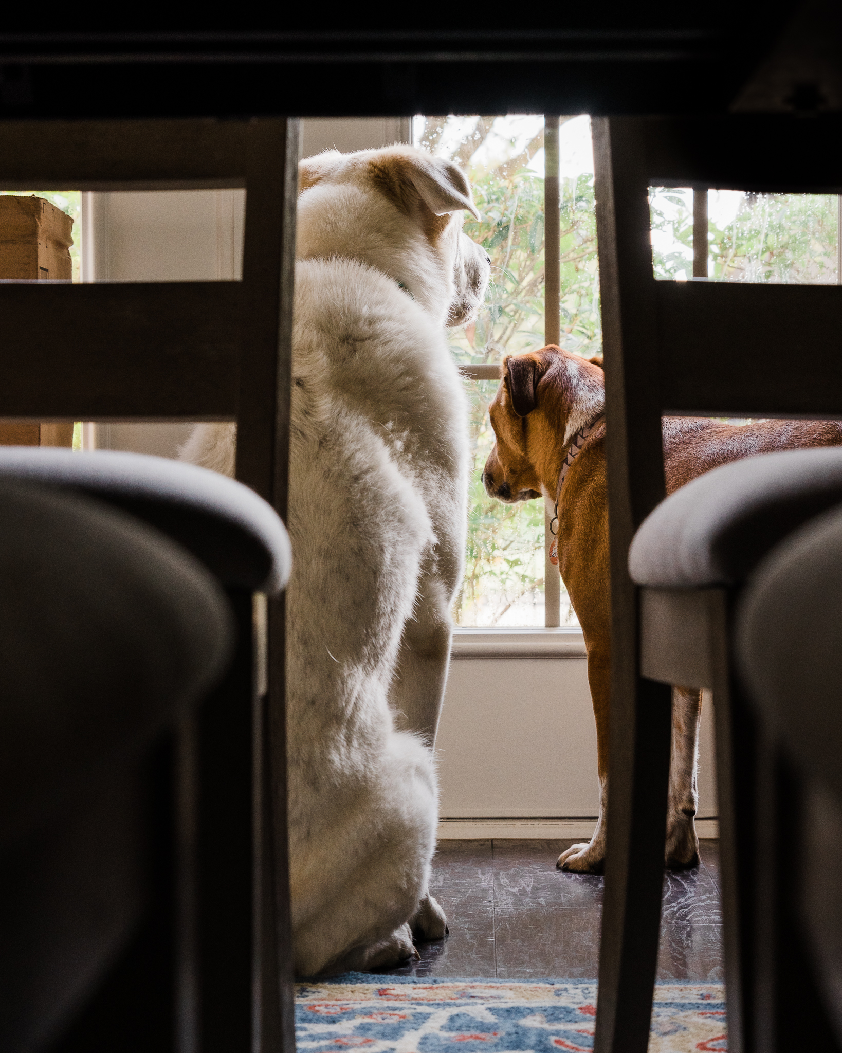WindowDogs-1.jpg