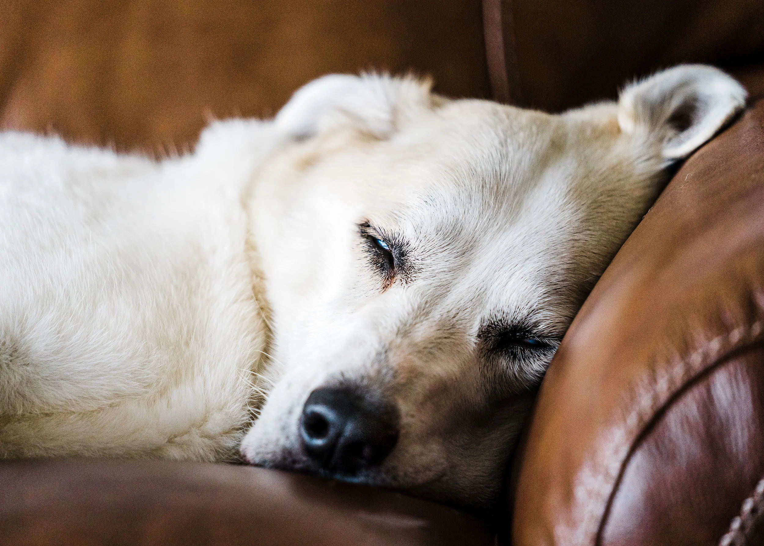 FulshearDogsLivingRoom-1.jpg