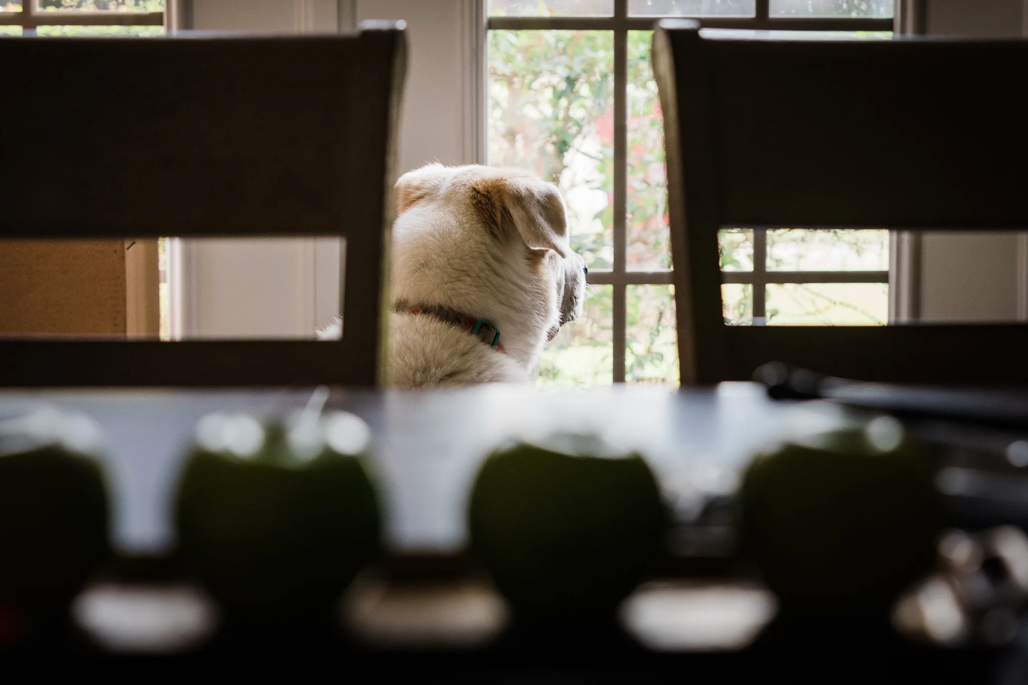 WindowDogs-2.jpg