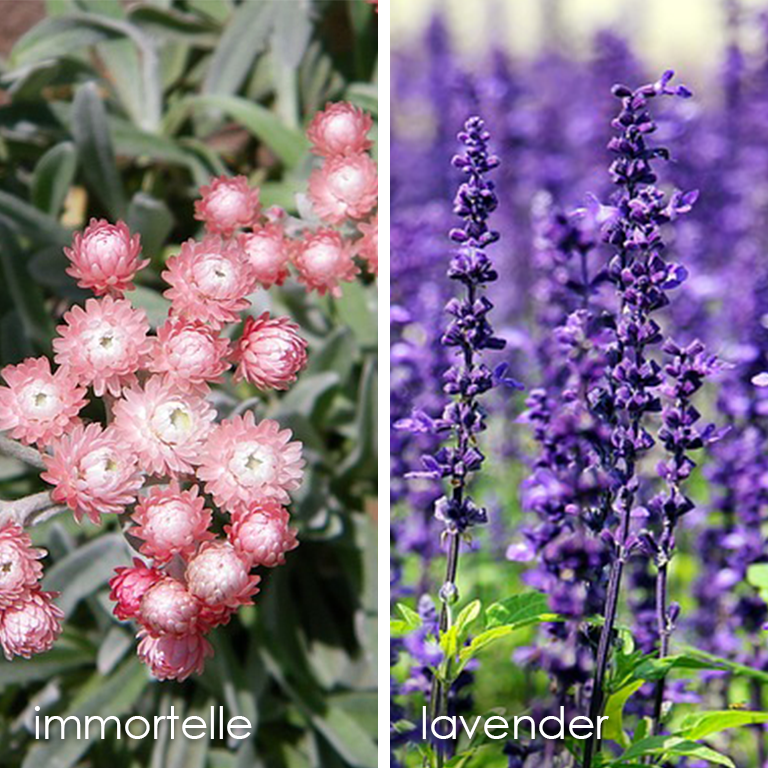 immortelle_lavender.png