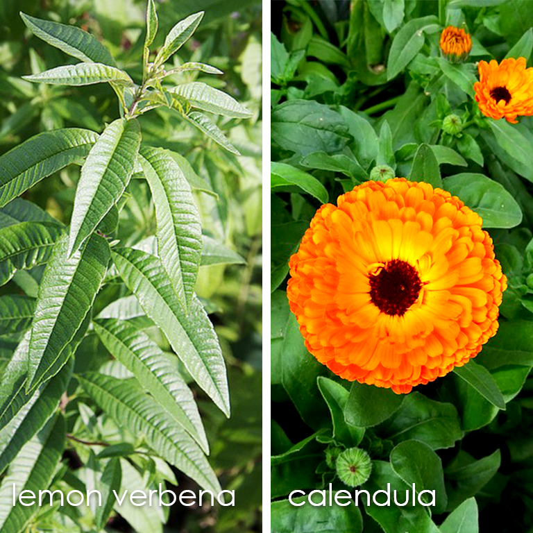 lemonverbena_calendula.png