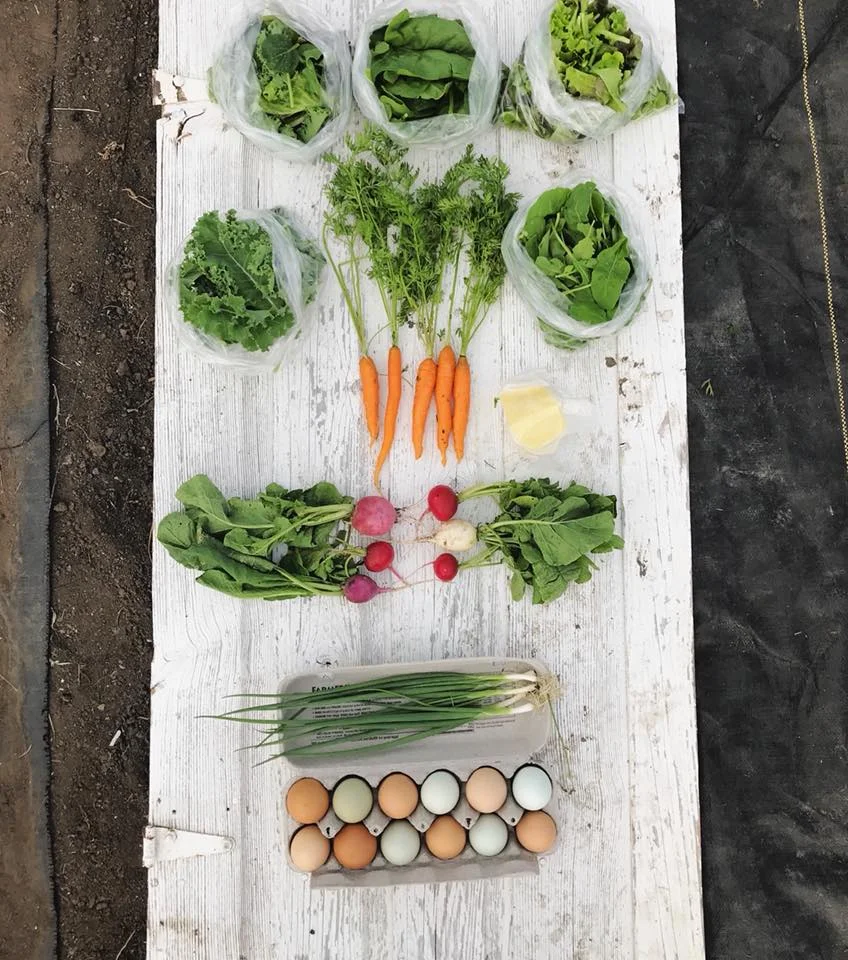 Week 1: Mixed Salad Greens, Spinach, Leaf Lettuce, Kale, Carrots, Baby Arugula, Mozzarella, Radishes, Green Onions, Eggs