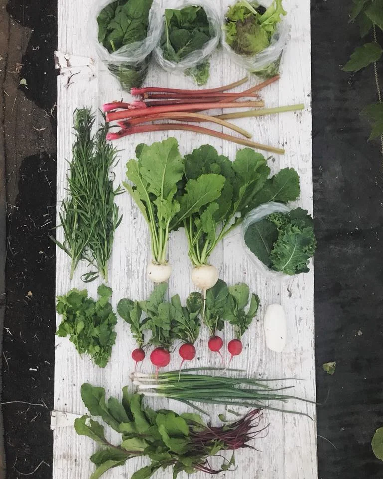 Week 2: Spinach, Smoothie Greens, Leaf Lettuce, Rhubarb, Fresh Herbs, Turnips, Kale, Radishes, Chevre, Green Onions, Beet Greens