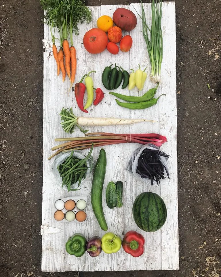 Week 13: Carrots, Tomatoes, Green Onions, Sweet Peppers, Hot Peppers, Daikon Radish, Rhubarb, Green Beans, Cucumbers, Purple Beans, Eggs, Watermelon, Bell Peppers