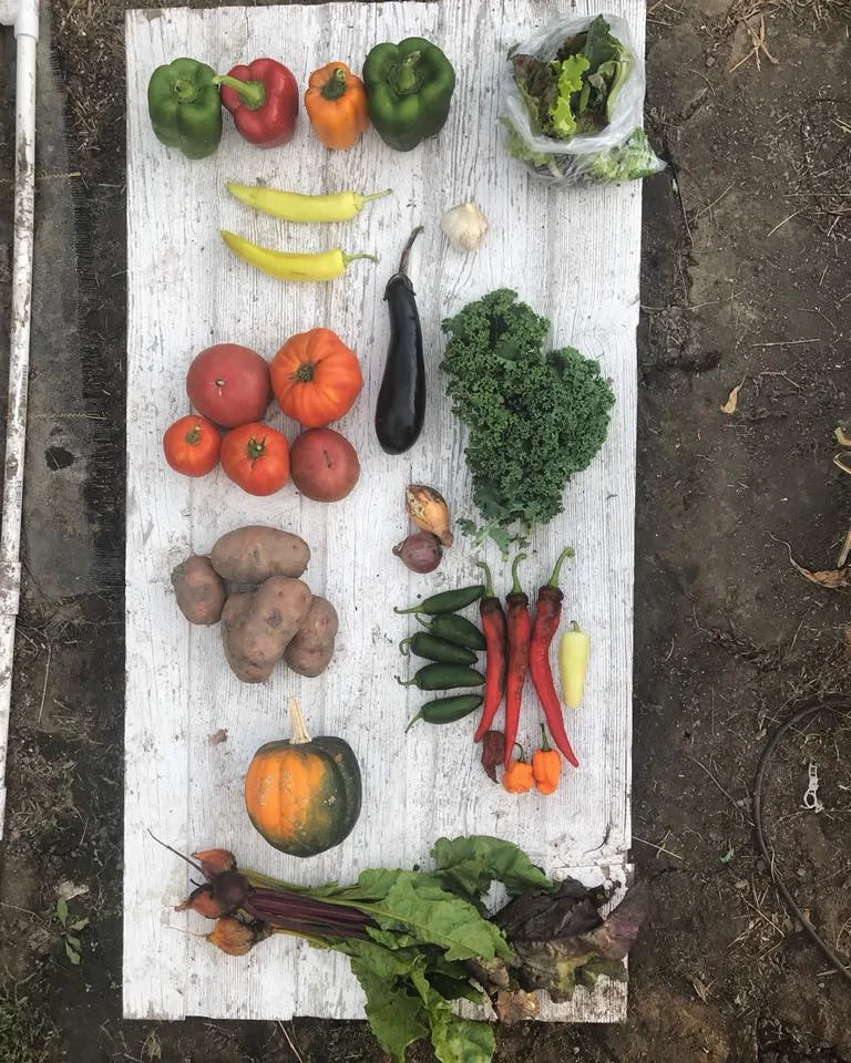 Week 16: Bell Peppers, Mixed Salad Greens, Banana Peppers, Garlic, Tomatoes, Eggplant, Kale, Onions, Potatoes, Hot Peppers, Acorn Squash, Beets